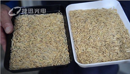 Şaşırtıcı derecede yüksek pirinç işleme oranı nasıl çözülür? --- bölüm 1